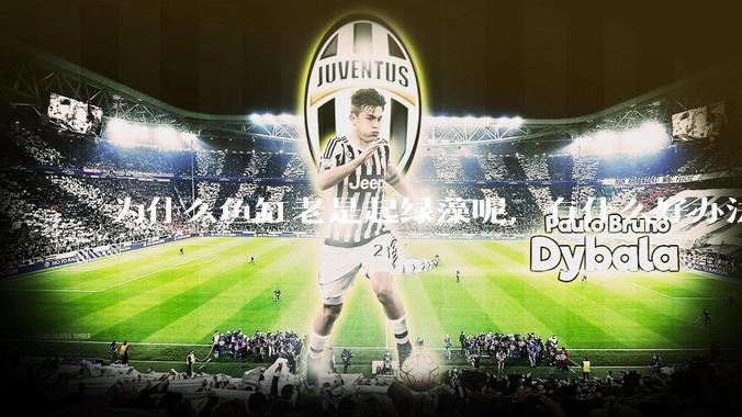 为什么鱼缸老是起绿藻呢，有什么好办法不用整天擦鱼缸？